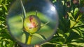 Study of the life of insects ants on a peony flower under a magnifying glass in the summer in the garden