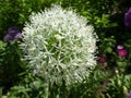 Allium study portrait close floral flower up macro spring summer border