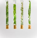 Study of the properties of spicy herbs in test tubes. Royalty Free Stock Photo