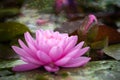 Study of a Single Pink Water Lily Bloom Royalty Free Stock Photo