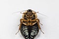 Blaptica dubia, Dubia roach, also known as the orange-spotted roach in the laboratory. Royalty Free Stock Photo