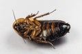 Blaptica dubia, Dubia roach, also known as the orange-spotted roach in the laboratory.