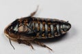 Blaptica dubia, Dubia roach, also known as the orange-spotted roach in the laboratory. Royalty Free Stock Photo