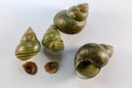 Study of the structure of Freshwater molluscs in laboratory. Royalty Free Stock Photo