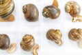 Study of the structure of Freshwater molluscs in laboratory.