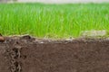 The study of the structure of the soil under the lawn on the example of a photograph of a slice Royalty Free Stock Photo