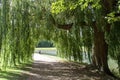 Study in the park outside Wren Library