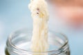 The study of Tapeworm infection is caused by ingesting food or water contaminated with tapeworm eggs or larvae in lab. Royalty Free Stock Photo