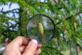 Studying of the pine cone through a magnifying glass in a male hand, ecology, botany