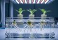 Studying Plant Roots Growing Hydroponically in Water Under Led Lighting Royalty Free Stock Photo