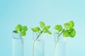 studying plants in the laboratory. Growing GMOs in the laboratory. Small plants germinate in test tube on blue Royalty Free Stock Photo