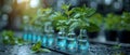 Studying Plants in a Laboratory for Scientific Research. Concept Plant Biology, Laboratory Royalty Free Stock Photo