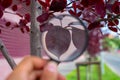 Studying of a red leaf of a tree through a magnifying glass in a male hand, ecology, botany