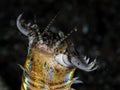 Bobbitt worm on black sand