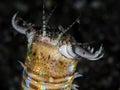 Bobbitt worm on black sand