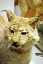 Stuffed adult lynx in the Zoological state Darwin Museum. Moscow.