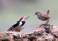 With a stuffed bird. Middle spotted woodpecker With a stuffed bird.