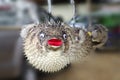 Stuffed blowfish selling in market Royalty Free Stock Photo