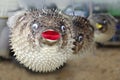 Stuffed blowfish selling in market Royalty Free Stock Photo