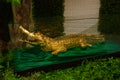 The stuffed crocodile gold.. Sarawak. Borneo. Malaysia Royalty Free Stock Photo