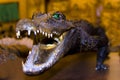 Stuffed crocodile with open jaws Royalty Free Stock Photo