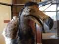 Stuffed dodo bird, an extinct flightless bird from Mauritius, east of Madagascar in the Indian Ocean.