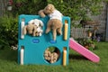 Stuffed dogs playing.