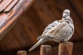 The Eurasian collared dove Streptopelia decaocto sitting on wood pillars with a brown background