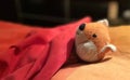 stuffed fox toy in bed under the blanket Royalty Free Stock Photo