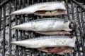 Stuffed fresh fish cooked for grilling on charcoal. Royalty Free Stock Photo