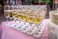 Stuffed glasses with champagne stand in rows on wedding table, close up. Welcome drinks, festive banquet, reception Royalty Free Stock Photo