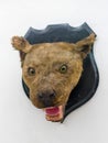 Stuffed lion head on the wall, Linnaeus, 1758 Royalty Free Stock Photo