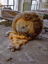 A stuffed lion toy. An old torn plush toy in an abandoned kindergarten. An abandoned kindergarten in Chernobyl