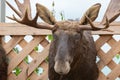 Stuffed moose head with large horns Royalty Free Stock Photo