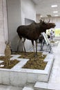 Stuffed moose and roe deer, museum exhibit.