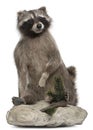 Stuffed North American raccoon Royalty Free Stock Photo