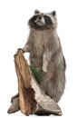 Stuffed North American raccoon Royalty Free Stock Photo