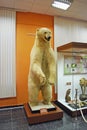 Stuffed Polar Bear standing on its hind legs in full growth.