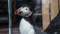 Stuffed Puffin bird in Iceland. Black and white with red beak an Royalty Free Stock Photo