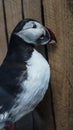 Stuffed Puffin bird in Iceland. Black and white with red beak an Royalty Free Stock Photo