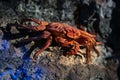 Stuffed red crab on rocky ocean bottom. Vibrant red coloured crab with big claws, seafood, shellfish