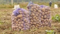Stuffed sacks of potatoes stand in the field. Harvesting of potatoes by peasants.