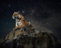 A stuffed tiger sitting on top of a rock. AI generative image Royalty Free Stock Photo