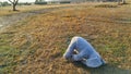 Stuffed toy elephant left on the grass in a park Royalty Free Stock Photo