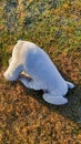 Stuffed toy elephant left on the grass in a park Royalty Free Stock Photo