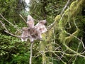 Stuffed Toy Pterodactyl Dinosaur on Moss Covered Tree Branch