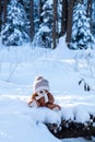 A stuffed toy teddy bear wearing a scarf and a hat sits on snow in the winter forest on a sunny day. Royalty Free Stock Photo