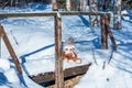 A stuffed toy teddy bear wearing a scarf and a hat sits on snow in the winter forest on a sunny day. Royalty Free Stock Photo