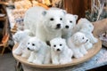 Stuffed white bears