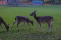 Stug of fallow deer in the meadow grazing. Wildlife nature.